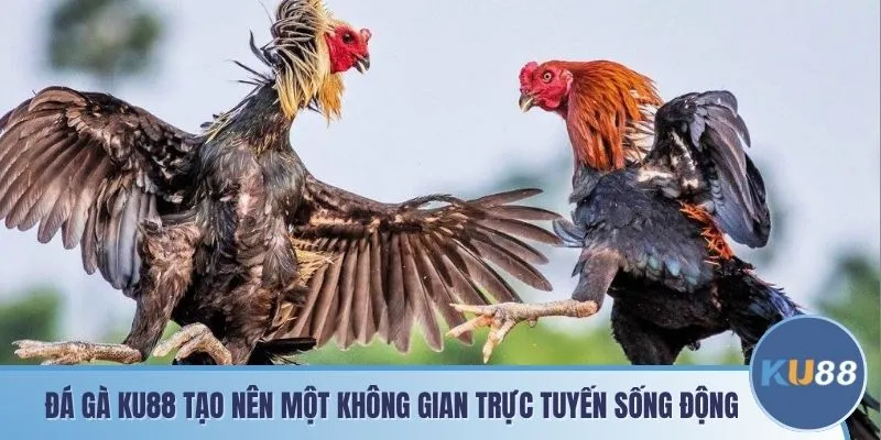 Đá gà KU88 tạo nên một không gian trực tuyến sống động