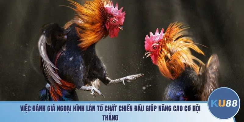 Việc đánh giá ngoại hình lẫn tố chất chiến đấu giúp nâng cao cơ hội thắng